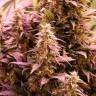 семена конопли медицинской CBD New York Diesel feminised семена конопли медицинской CBD New York Diesel feminised