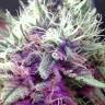 семена конопли f1 в оригинальной упаковке White Castle feminised Nirvana Seeds семена конопли f1 в оригинальной упаковке White Castle feminised Nirvana Seeds