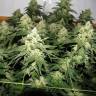 семена конопли элитных сортов Chronic regular Serious Seeds семена конопли элитных сортов Chronic regular Serious Seeds