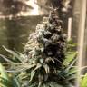 Семена каннабиса недорого Auto Chocolope feminised GanjaLiveSeeds Семена каннабиса недорого Auto Chocolope feminised GanjaLiveSeeds