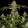 Amnesia Lemon feminised Ganja Seeds Amnesia Lemon feminised Ganja Seeds