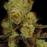 качественные семена конопли L.A. Confidential feminised
