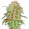где заказать семена конопли AMS feminised где заказать семена конопли AMS feminised