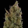 Auto Blue Cheese feminised Ganja Seeds Auto Blue Cheese feminised Ganja Seeds