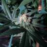 семена конопли Москва Sensi Skunk x Jamaica (Pegas) regular Ganja Seeds семена конопли Москва Sensi Skunk x Jamaica (Pegas) regular Ganja Seeds
