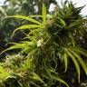 семена индийской конопли Trance feminised Dutch Passion Seeds семена индийской конопли Trance feminised Dutch Passion Seeds