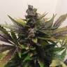 заказ семян конопли Спб White Widow feminised Nirvana Seeds