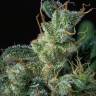 семена конопли интернет магазин Kali Mist regular Serious Seeds семена конопли интернет магазин Kali Mist regular Serious Seeds