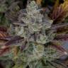 Auto Gorilla Cookies feminised Ganja Seeds Auto Gorilla Cookies feminised Ganja Seeds