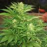 семена конопли в интернете Narkush feminised семена конопли в интернете Narkush feminised