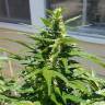 семена конопли с доставкой Auto Afghani regular семена конопли с доставкой Auto Afghani regular