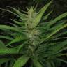 семена конопли наложенным платежом Afghan Haze feminised семена конопли наложенным платежом Afghan Haze feminised