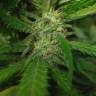 хорошие семена конопли Afghan Haze feminised хорошие семена конопли Afghan Haze feminised