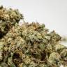 семена конопли для посадки купить Afghan Haze feminised семена конопли для посадки купить Afghan Haze feminised