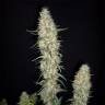 семена конопли для посадки купить Buddha Pulsar feminised Buddha Seeds семена конопли для посадки купить Buddha Pulsar feminised Buddha Seeds