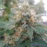 семена культурной конопли купить Sensi Skunk x Lowryder (Senlow) regular Ganja Seeds семена культурной конопли купить Sensi Skunk x Lowryder (Senlow) regular Ganja Seeds