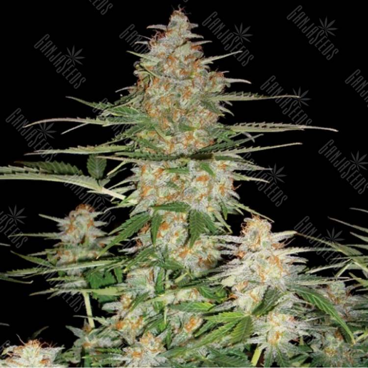 семена конопли феминизированные Auto 60 Day Wonder feminised DNA Genetics