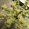 семена конопли наложенным платежом Wonder Woman feminised Nirvana Seeds семена конопли наложенным платежом Wonder Woman feminised Nirvana Seeds