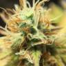 заказать качественные семена конопли Wonder Woman feminised Nirvana Seeds заказать качественные семена конопли Wonder Woman feminised Nirvana Seeds