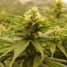 заказать на сайте семена конопли Wonder Woman feminised Nirvana Seeds заказать на сайте семена конопли Wonder Woman feminised Nirvana Seeds