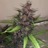 Автоцветущие семена конопли Auto Bloody Skunk feminised GanjaLiveSeeds Автоцветущие семена конопли Auto Bloody Skunk feminised GanjaLiveSeeds