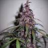 Недорогие семена конопли Auto Bloody Skunk feminised GanjaLiveSeeds Недорогие семена конопли Auto Bloody Skunk feminised GanjaLiveSeeds