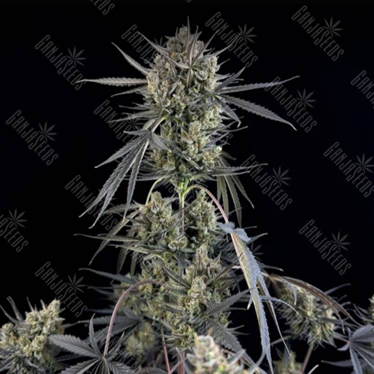 Auto Pound Cake feminised Ganja Seeds Auto Pound Cake feminised Ganja Seeds