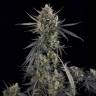 Auto Pound Cake feminised Ganja Seeds Auto Pound Cake feminised Ganja Seeds