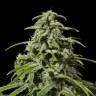 заказ семян конопли Спб Early Skunk x AK feminised заказ семян конопли Спб Early Skunk x AK feminised