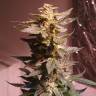 семена конопли купить Auto AK 49 feminised Ganja Seeds семена конопли купить Auto AK 49 feminised Ganja Seeds
