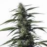 семена конопли медицинской Auto Medical CBD feminised семена конопли медицинской Auto Medical CBD feminised
