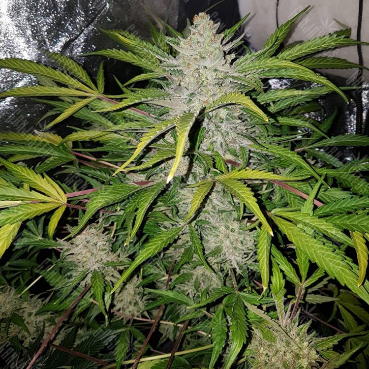 конопля семена сорта заказать Altay feminised Bang Seeds