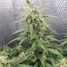 семена конопли для посадки купить Sensi Skunk x Lowryder2 (Senlow2) regular Ganja Seeds семена конопли для посадки купить Sensi Skunk x Lowryder2 (Senlow2) regular Ganja Seeds