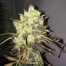 где можно заказать семена конопли Supreme CBD Durban feminised Nirvana Seeds где можно заказать семена конопли Supreme CBD Durban feminised Nirvana Seeds