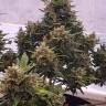 семена конопли элитных сортов Auto Big Devil feminised GanjaLiveSeeds семена конопли элитных сортов Auto Big Devil feminised GanjaLiveSeeds