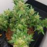 семена конопли в интернете Auto Big Devil feminised GanjaLiveSeeds семена конопли в интернете Auto Big Devil feminised GanjaLiveSeeds