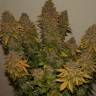 заказать семена конопли G13 Skunk feminised заказать семена конопли G13 Skunk feminised