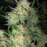 семена конопли дешево G13 Skunk feminised семена конопли дешево G13 Skunk feminised