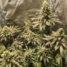 заказ семян конопли Москва Tora Bora feminised Reserva Privada