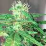 Недорогие семена конопли Auto Mohan Ram feminised GanjaLiveSeeds Недорогие семена конопли Auto Mohan Ram feminised GanjaLiveSeeds