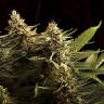 Auto Buddha White Dwarf feminised Buddha Seeds Auto Buddha White Dwarf feminised Buddha Seeds