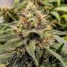 Auto Buddha White Dwarf feminised Buddha Seeds Auto Buddha White Dwarf feminised Buddha Seeds