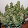 Auto Buddha White Dwarf feminised Buddha Seeds Auto Buddha White Dwarf feminised Buddha Seeds