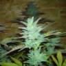 семена конопли марихуаны Auto Buddha White Dwarf feminised Buddha Seeds семена конопли марихуаны Auto Buddha White Dwarf feminised Buddha Seeds