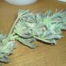 семена конопли элитных сортов Auto Buddha White Dwarf feminised Buddha Seeds семена конопли элитных сортов Auto Buddha White Dwarf feminised Buddha Seeds