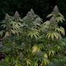 семена конопли Спб Kandy Kush regular Reserva Privada семена конопли Спб Kandy Kush regular Reserva Privada