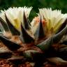 Недорогие семена кактусов Ariocarpus trigonus elongatus Недорогие семена кактусов Ariocarpus trigonus elongatus