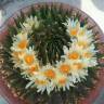 Заказать семена кактусов Ariocarpus trigonus elongatus Заказать семена кактусов Ariocarpus trigonus elongatus