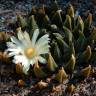 Купить недорогие семена кактусов Ariocarpus trigonus elongatus Купить недорогие семена кактусов Ariocarpus trigonus elongatus