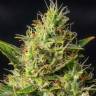 сортовые семена конопли Auto Durban Poison feminised сортовые семена конопли Auto Durban Poison feminised